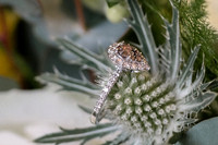 Rona&Alex Notley Tythe Barn wedding-13